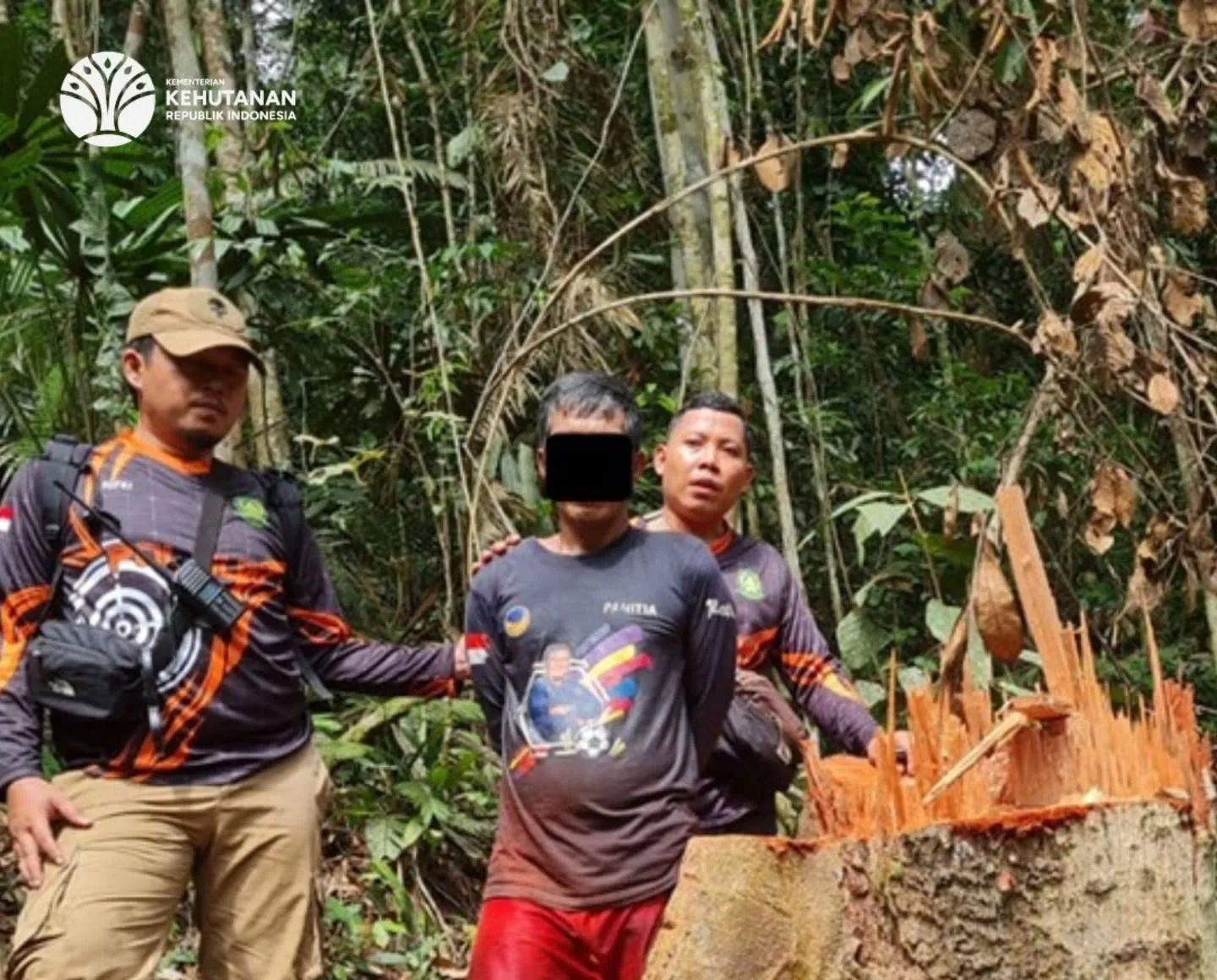 Kemenhut Bongkar Illegal Logging di Penyangga Taman Nasional Bukit Tigapuluh, Dua Tersangka Ditahan