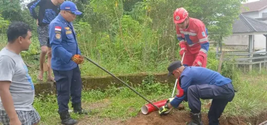 Damkar Evakuasi Induk Ular Kobra dan 8 Butir Telur di Permukiman Warga Kota Jambi