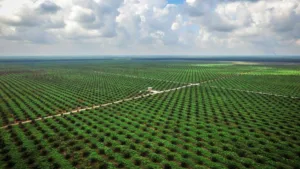Jambi Siapkan 10.000 Hektare Lahan Sawit, Pemprov Pastikan Bebas Konflik