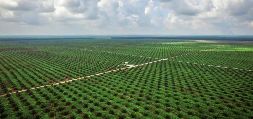 Jambi Siapkan 10.000 Hektare Lahan Sawit, Pemprov Pastikan Bebas Konflik