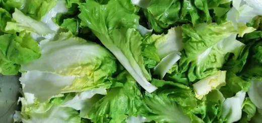 Wabah Parasit Cyclospora Tembus 6.000 Kasus di AS, Selada Diduga Jadi Biang Keladi