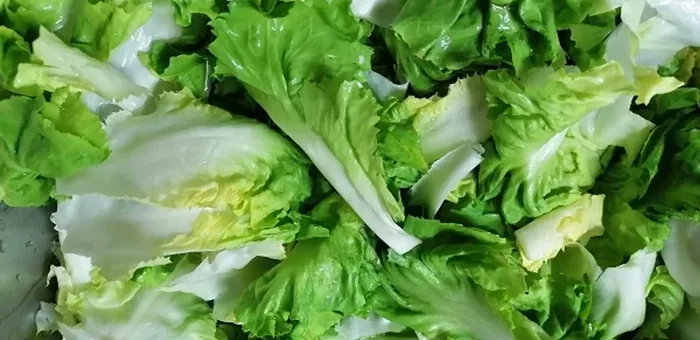 Wabah Parasit Cyclospora Tembus 6.000 Kasus di AS, Selada Diduga Jadi Biang Keladi